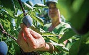 Kesswil: In den Zwetschgenkulturen von Vroni und René Hug sind seit gestern die normalen Fellenberg erntereif. (Bild: Reto Martin)