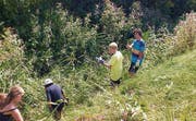 Jugendliche befreien eine Böschung vom Springkraut. (Bild: pd)