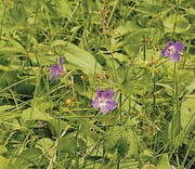 Waldstorchenschnabel