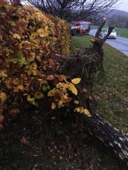 Technische Hilfeleistung der Feuerwehr in Bischofszell: Ein umgestürzter Baum hat am Sonntag die Strasse blockiert. (Bild: Leserbild)