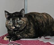 Möhrli ist an neue Halter zu vergeben. (Bilder: PD)