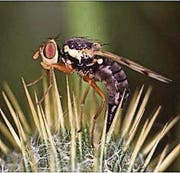 Die Distelbohrfliege bei der Eiablage auf einer Kratzdistel. (Bild: pd)