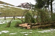 Wie in der Herisauer Sturzenegg knickte der Sturm Burglind am Mittwoch vielerorts Bäume. (Bild: Mea McGhee)