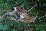 Der verendete Luchs B459 am Ettenberg. (Bild: Amt für Raum und Wald Ausserrhoden)