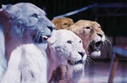Die Raubtier-Show ist der Höhepunkt des Programms. (Bild: PD)