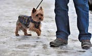 Kleinere Hunde brauchen einen Kälteschutz. (Bild: Susann Basler)