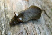 Ratten bekommen mehrmals pro Jahr Junge - im Durchschnitt sind es 7 bis 9 pro Wurf. (Bild: Keystone)