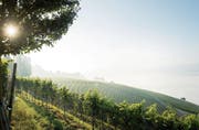 Der Thurgau will mit der Schönheit von Landschaft und Natur punkten. Auf dem Bild ein Rebhang am Iselisberg in der Gemeinde Uesslingen-Buch. (Bild: Andrea Stalder)