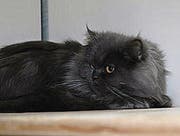 Perserkatze Sally…