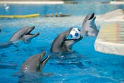 Tiere in Gefangenschaft brauchen Unterhaltung. (Bild: Reto Martin / Archiv)