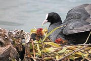 Fütterungszeit bei den Taucherli im Werdenbergersee. (Bild: Hans Rohner)