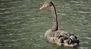TZ-Leserin Jrmgard Sonderer fotografierte den Schwan auf der Aach zwischen dem Bodensee und einem nahen Weiher. (Bild: Jrmgard Sonderer)
