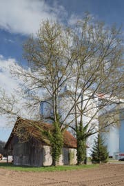 Blick auf die Silos der Zuckerfabrik. (Bild: Markus Frietsch/PD)