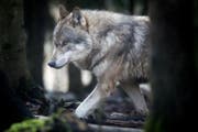 Der Wolf, der im Thurgau mehrere Schafe gerissen hat, ist italienischer Abstammung. (Bild: Benjamin Manser)