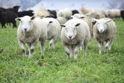 Vier der irrtümlicherweise erschossenen Schafe starben sofort, drei weitere mussten aufgrund ihrer Verletzungen notgeschlachtet werden. (Bild: pd/Symbolbild)