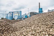 Berge von Rüben lagen während der Kampagne auf dem Anfuhrplatz bei der Zuckerfabrik. (Bild: Thi My Lien Nguyen)