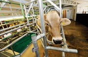 Im Stall am Standort Tänikon stehen Nutztiere im Zentrum der Forschung. (Bild: Donato Caspari)