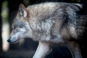 Der Wolf M75 ist nun auch in Appenzell Ausserrhoden nicht mehr sicher. (Symbolbild) (Bild: Benjamin Manser)