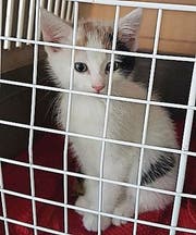 Die Katze ist etwa drei Monate alt. (Bild: zVg)