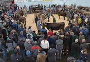 Blick auf den neugestalteten Marktplatz mit dem Vorführring, bei dem das Publikum freie Sicht auf die Tiere geniesst. (Bilder: Adi Lippuner)