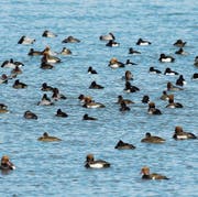 Wintergäste: Wasservögel auf dem Bodensee. (Bild: PD)