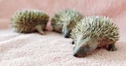Ohne Mutter sind diese Igelbabys verloren. Nur mit aufwendiger Pflege können sie überleben. (Bild: Reto Martin)