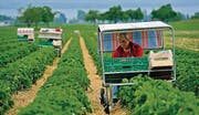 Im Sitzen pflücken: Der Wagen erleichtert die Arbeit. (Bild: Reto Martin)
