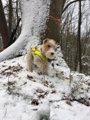 Seit der Altjahrwoche wird die Foxterrier-Hündin Iluq vermisst. (Bild: PD)
