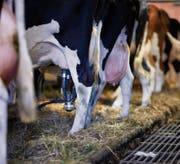 Es wird nicht mehr so viel gemolken: Der Milchkonsum ist in der Schweiz weiter rückläufig.