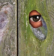 Manchmal lassen wir uns vom Heiligen Geist derart begeistern, dass wir eigene Grenzen zurücklassen und hinter den Gartenhag des eigenen Ichs schauen können. (Bild: shutterstock)