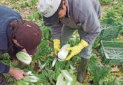 Lange Arbeitstage und wenig Lohn – für die Arbeit bei der Gemüseernte finden sich keine Schweizer Mitarbeiter. (Bild: Susanne Basler)