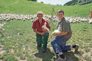 Franz Rutz züchtet und Robin Geiser vermarktet die Pekingenten. (Bild: MBR)