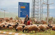 Ein Hirt und seine Schafe: Alltag an der türkisch-syrischen Grenze. (Bild: Michael Wrase)