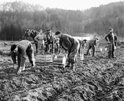 Polnische Internierte arbeiteten häufig in der Landwirtschaft, wie hier 1942 bei der Kartoffelernte in Weinfelden. (Archivbild: Key)