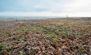 Bei Chratzeren (Frasnacht) zwischen Arbon und Romanshorn ist das Wasser nur in der Ferne zu sehen. Im Sommer ist dieser Uferabschnitt überflutet. (Bild: Max Eichenberger)