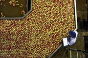 Apfelsortieranlage in Südafrika: Berechnungen zufolge kann ein Apfel aus Südafrika ökoeffizienter sein als einer aus der Schweiz – und zwar im April. Dann ist er auf der Südhalbkugel gerade geerntet worden. Die Produktion, die Lagerung und der Transport einer Tonne dieser Äpfel verursacht weniger als 250 Kilogramm Kohlendioxid. Das sind rund 50 Kilogramm Schadstoff weniger als bei einer Tonne Schweizer Äpfel. Denn diese haben im April schon einige Monate Lagerung im Kühlhaus hinter sich. (Bild: Alistair Berg (Digital Vision))