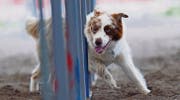 Gleich beim ersten Start auf dem Podest: Der Boarder Collie namens Kidd, dessen Besitzerin Judith Oberholzer ist. (Bild: Pamela Bühler)