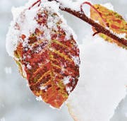 Schön und vergänglich, ein Trauben-Kirschenblatt im ersten Schnee. (Bild: Bert Stankowski)