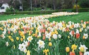 Blühende Bänder im Burstelpark (Bild: Mathias Frei)