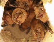 Fledermäuse hängen tagsüber in einer Höhle. (Bild: PD)