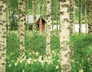Sieht man oft in Finnland: eine Saunahütte in einem Birkenwald, in der Nähe ein See. (Bild: Fotolia)