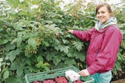 Annamaria Becze erntet Himbeeren in Kesswil. Dieses Jahr hatten sie und die weiteren Erntehelfer viel zu tun mit der roten, süssen Beere. (Bild: Trudi Krieg)