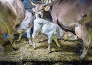 Betriebe mit weniger als 20 Kühen sind seltener geworden, solche mit mehr als 50 Kühen kommen dafür häufiger vor. (Bild: Benjamin Manser)