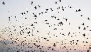 Wilderer sind in vielen Ländern eine Gefahr für Zugvögel. (Bild: Getty)
