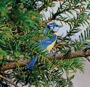 Die Blaumeise hat eine weisse Kopfzeichnung und blaues Gefieder. (Bilder: Luciano Pau)
