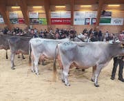 Die Kühe des Viehzuchtvereins Nesslau. Nesslau holte im Vereinscup den ersten Rang.
