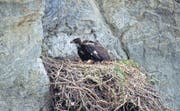 Der junge Steinadler wartet gut gebettet im Horst, bis ihm seine Eltern Futter bringen. (Bild: Herbert Maeder)
