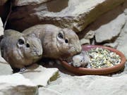 Auch bei den Gundis zeigte sich der Nachwuchs erstmals den Zoobesuchern. (Bild: PD)