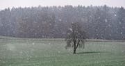 Der Winter legte sich in der Nacht sanft über Felder und Wälder, vermochte sich aber noch nicht festzusetzen. (Bild: Donato Caspari)