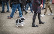Die aufblasbare Kuh lässt sich an der Leine über das Messegelände führen. (Bilder: Benjamin Manser)
